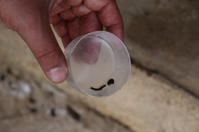 Hatay'da mahalleyi böcekler istila etti