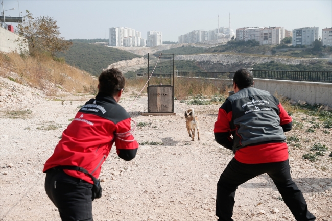 Hayat kurtaran köpekler özenle yetiştiriliyor
