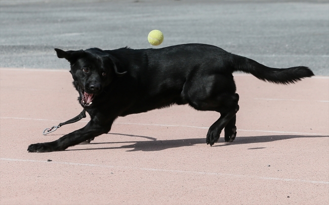 Hayat kurtaran köpekler özenle yetiştiriliyor