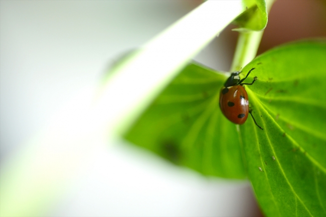 Uğur böcekleri EXPO 2023 için açılacak müzede sergilenecek