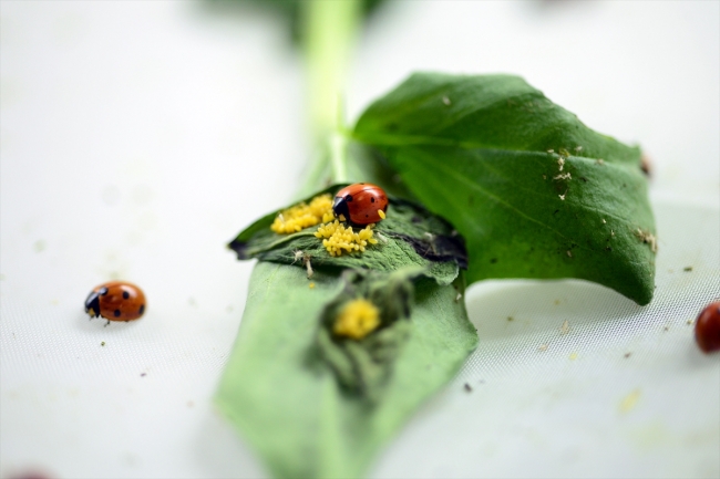 Uğur böcekleri EXPO 2023 için açılacak müzede sergilenecek