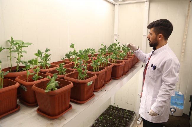 Uğur böcekleri EXPO 2023 için açılacak müzede sergilenecek