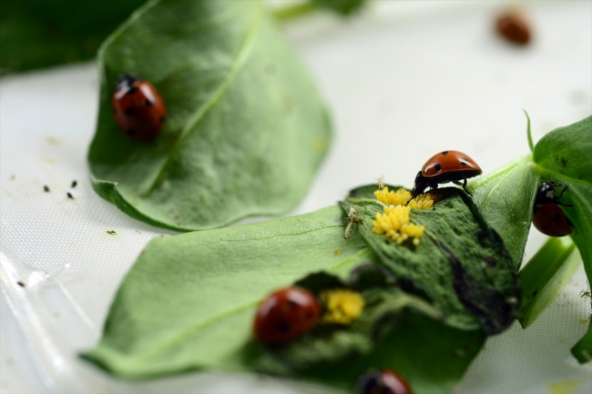 Uğur böcekleri EXPO 2023 için açılacak müzede sergilenecek