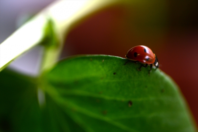 Uğur böcekleri EXPO 2023 için açılacak müzede sergilenecek