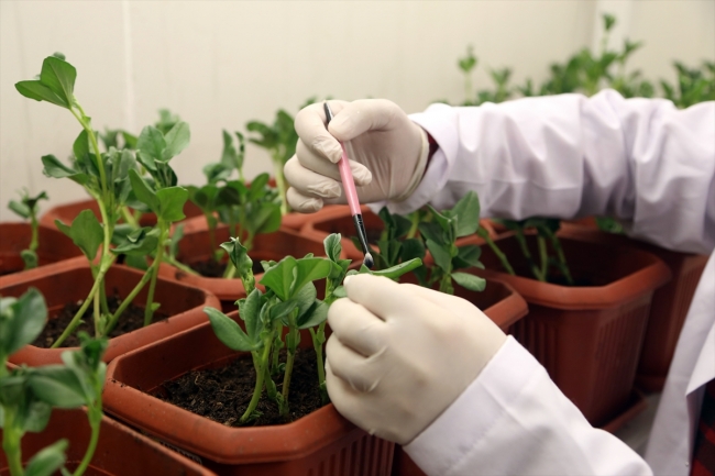 Uğur böcekleri EXPO 2023 için açılacak müzede sergilenecek