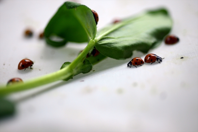 Uğur böcekleri EXPO 2023 için açılacak müzede sergilenecek