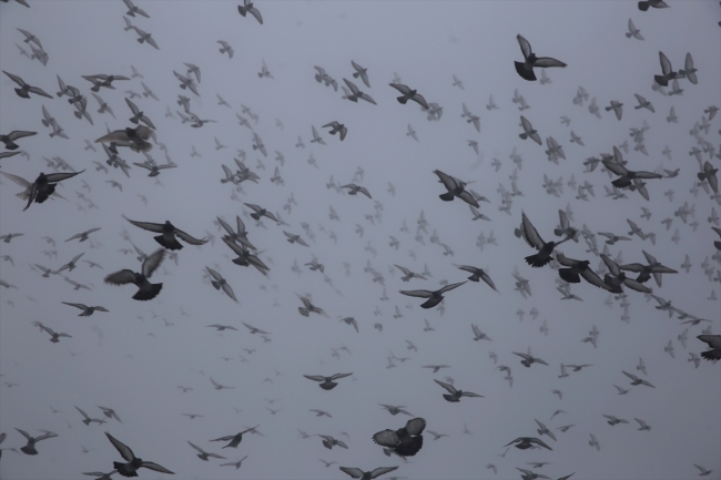 Kapadokya'da kar yağışından sonra sis etkili oldu