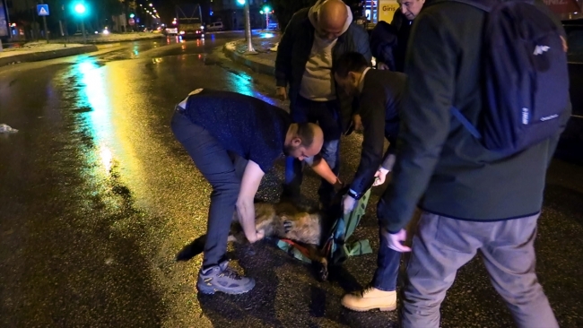 Yaralı köpek için montunu sedyeye serdi