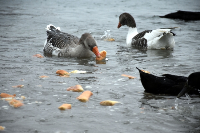 "Fırıncı Orhan" sokak hayvanlarına da servis yapıyor