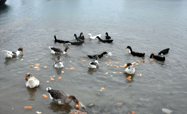 "Fırıncı Orhan" sokak hayvanlarına da servis yapıyor