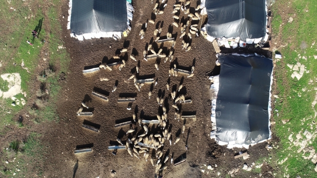 Göçerler soğuk havayla çadırlarda mücadele ediyor