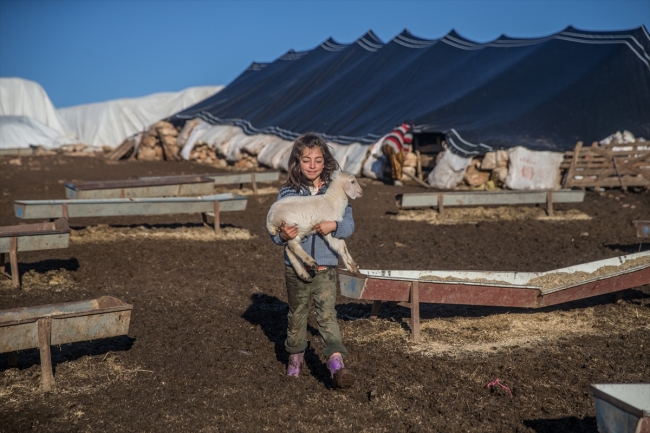 Göçerler soğuk havayla çadırlarda mücadele ediyor
