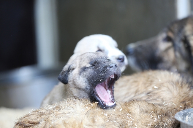 Çorum'da sokak hayvanları "klimalı misafirhane"ye götürülüyor