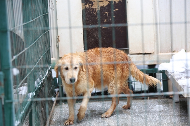 Çorum'da sokak hayvanları "klimalı misafirhane"ye götürülüyor