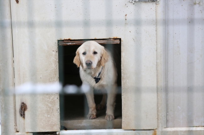 Çorum'da sokak hayvanları "klimalı misafirhane"ye götürülüyor