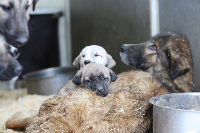 Çorum'da sokak hayvanları "klimalı misafirhane"ye götürülüyor