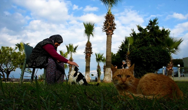 Sahipsiz kedilerin Fadime annesi