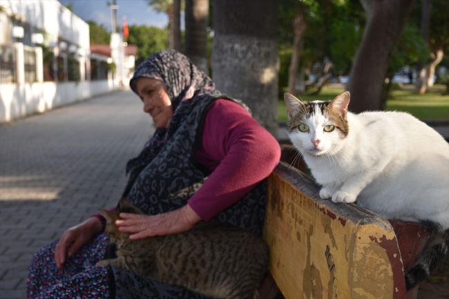 Sahipsiz kedilerin Fadime annesi