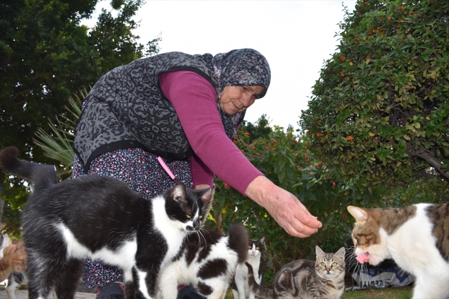 Sahipsiz kedilerin Fadime annesi
