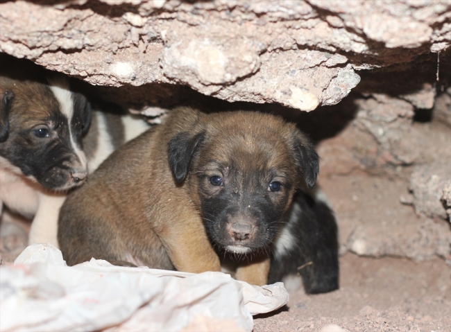 Anne köpek ve yavrularına hayvanseverler sahip çıktı
