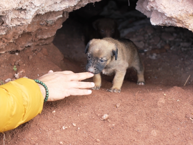 Anne köpek ve yavrularına hayvanseverler sahip çıktı
