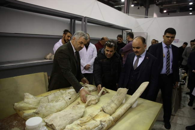 Kayseri'de 7,5 milyon yıllık fosiller sergilenmeye hazırlanıyor