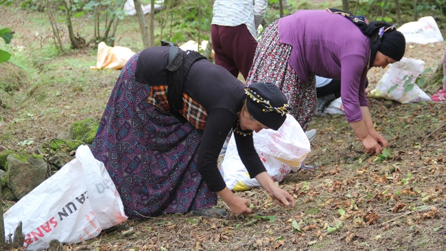 Fındık üreticisi hasat için bahçelere mutlu girdi