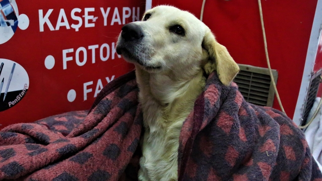 Soğuktan etkilenen köpeklere şefkat eli