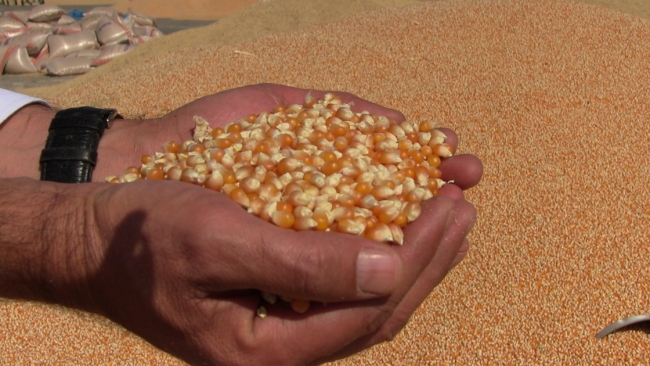 Türkiye'den 26 ülkeye 'cin mısırı' ihracatı
