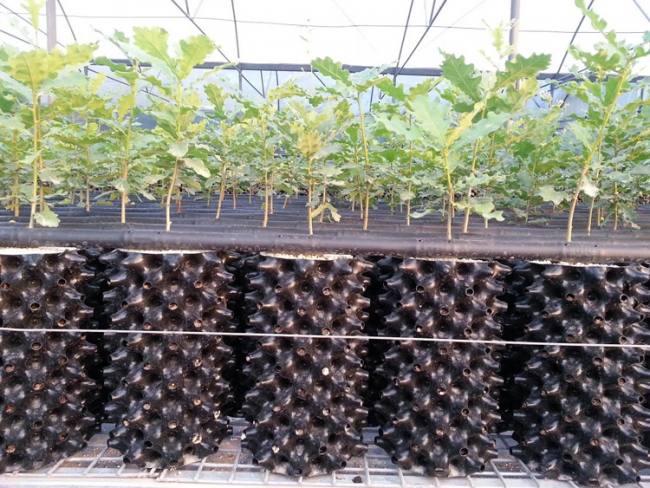 Trüf mantarında hedef 350 milyon dolar