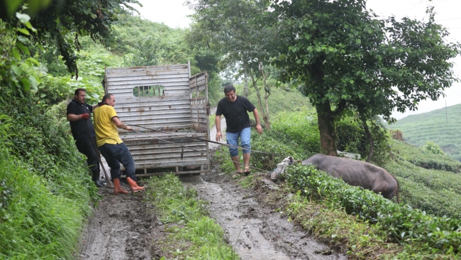 Rize'de kaçan kurbanlık zor anlar yaşattı