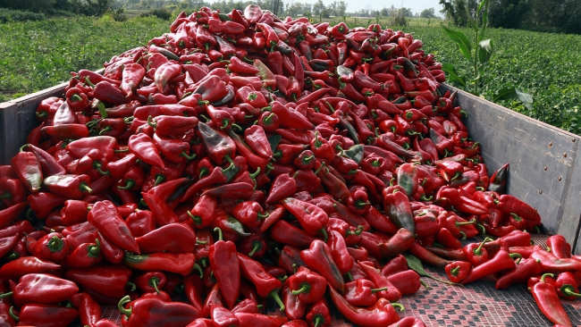 Bafra Ovası'nın kırmızı biberleri toplanmadan alıcı buluyor