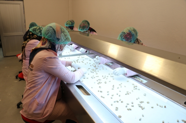 Siirt fıstığı kadınların ellerinde ekonomiye kazandırılıyor