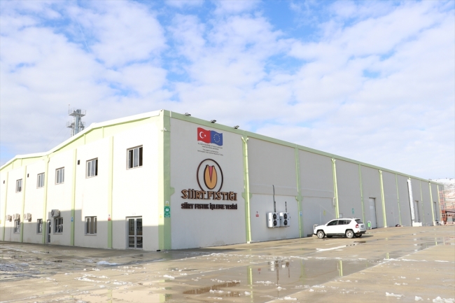 Siirt fıstığı kadınların ellerinde ekonomiye kazandırılıyor