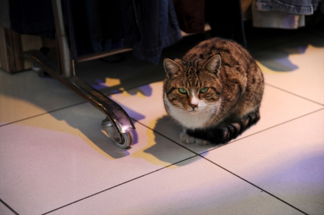 Üşüyen sokak kedilerine mağazalarını açtılar