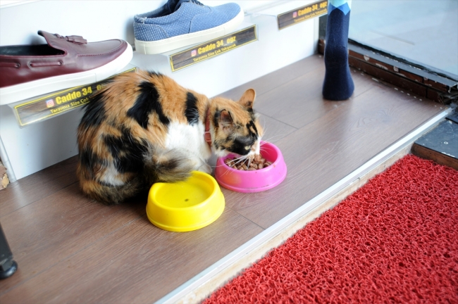 Üşüyen sokak kedilerine mağazalarını açtılar