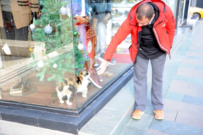 Üşüyen sokak kedilerine mağazalarını açtılar