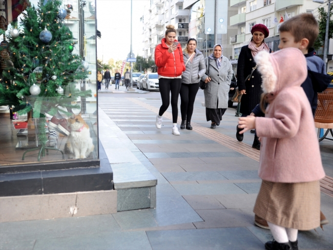 Üşüyen sokak kedilerine mağazalarını açtılar