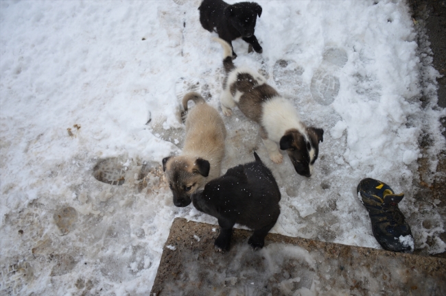 Donmak üzere olan köpek yavrularına evlerini açtılar