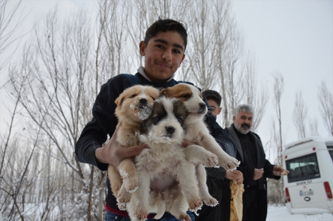 Donmak üzere olan köpek yavrularına evlerini açtılar