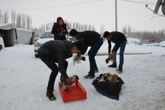 Donmak üzere olan köpek yavrularına evlerini açtılar