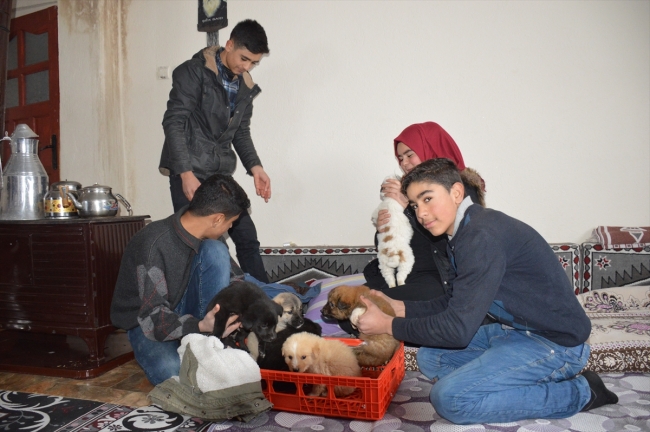 Donmak üzere olan köpek yavrularına evlerini açtılar