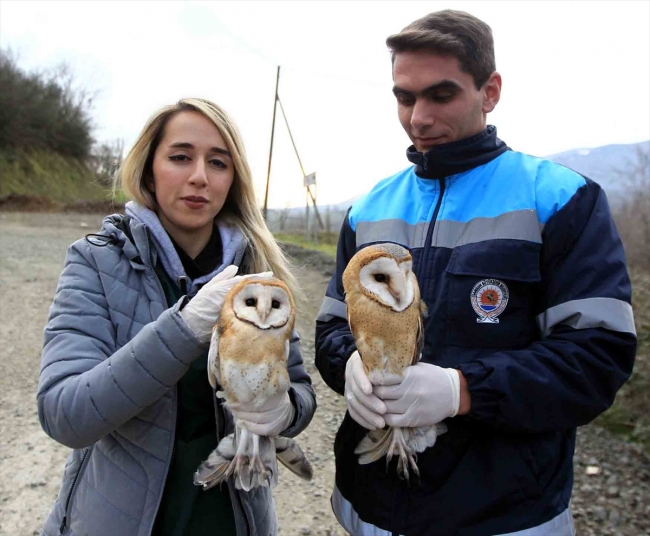 Yaralı bulunan baykuşlar tedavi edilerek doğaya bırakıldı