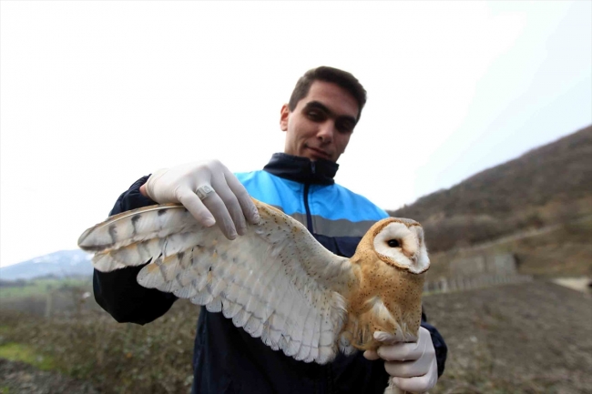 Yaralı bulunan baykuşlar tedavi edilerek doğaya bırakıldı