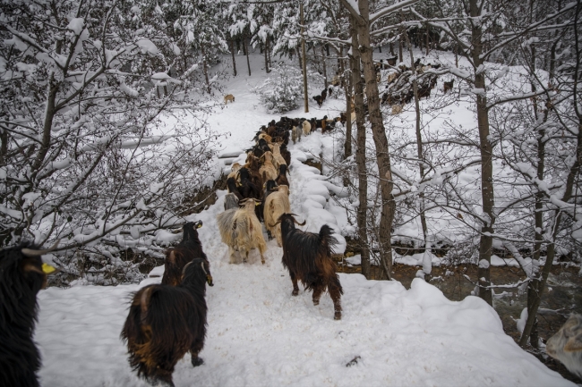 Giresunlu çiftçiler kar yağışına rağmen keçilerini otlatmaya devam ediyor