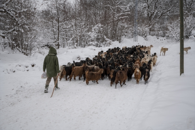 Giresunlu çiftçiler kar yağışına rağmen keçilerini otlatmaya devam ediyor