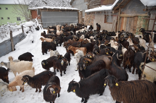 Giresunlu çiftçiler kar yağışına rağmen keçilerini otlatmaya devam ediyor