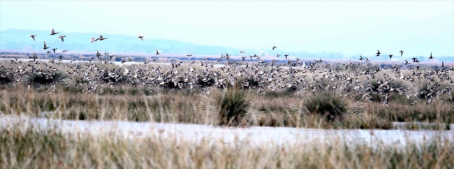 Göçmen kuşların kış durağı Kızılırmak Deltası