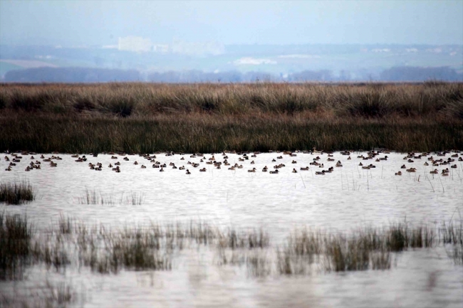 Göçmen kuşların kış durağı Kızılırmak Deltası