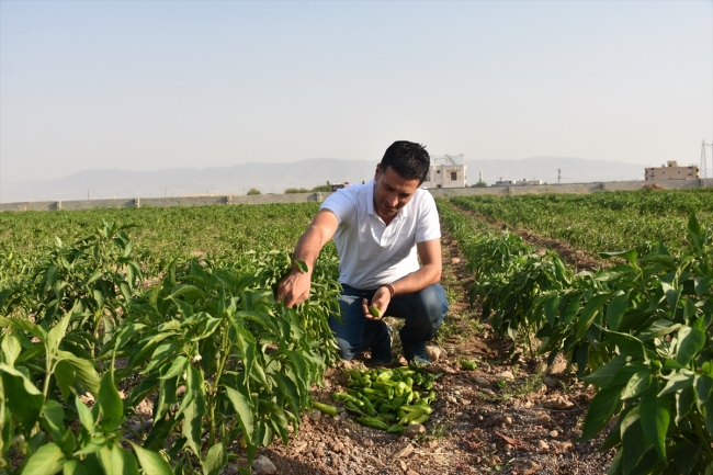 Şırnak'ta sağlanan huzur ortamı yatırım ve üretimi artırdı